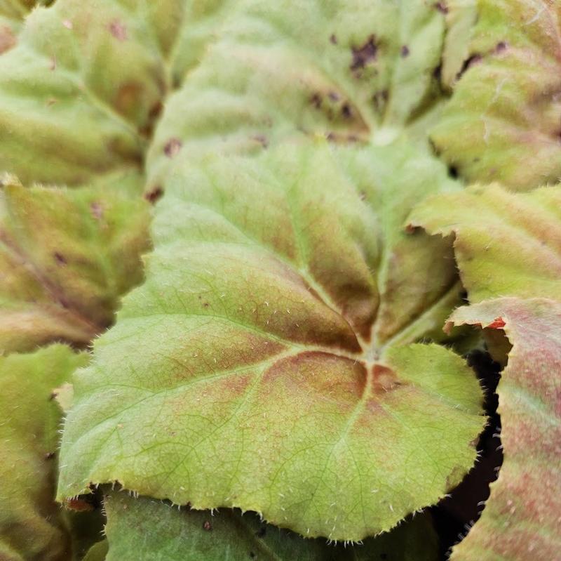 Begonia rex Shadow King 'Burgundy Love' - Begonia Rex from Hillcrest Nursery