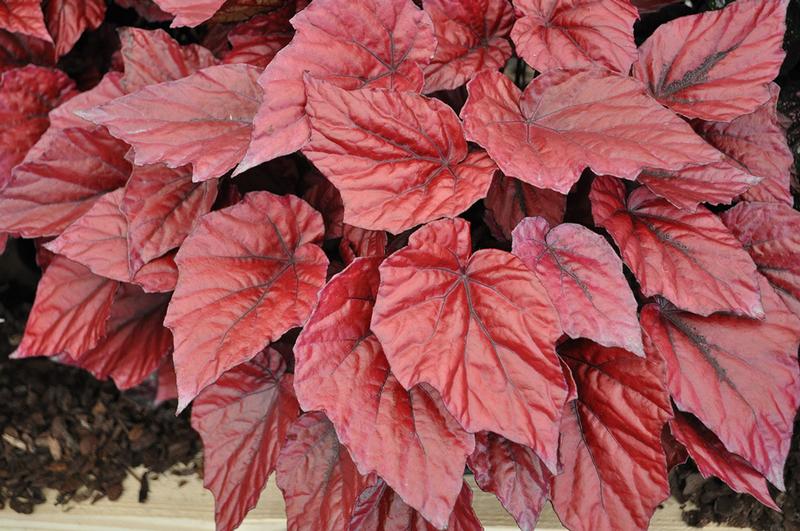 Begonia rex Shadow King 'Lava Red' - Image courtesy of Ball Horticultural Company