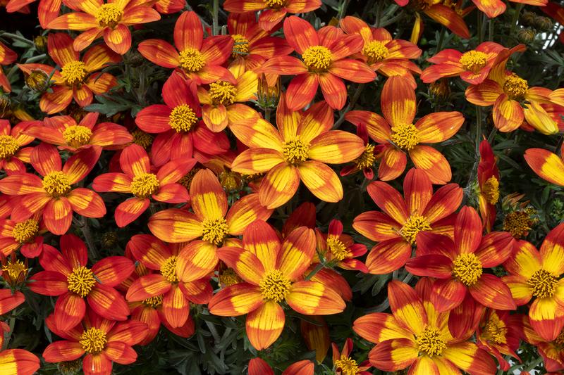 Bidens ferulifolia BEEDANCE 'Painted Orange' - Image courtesy of Suntory Flowers