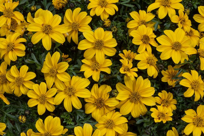 Bidens ferulifolia BEEDANCE 'Yellow' - Image courtesy of Suntory Flowers