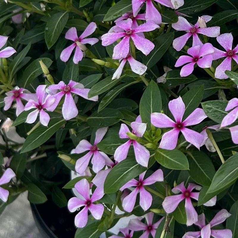 Catharanthus hybrid Soiree Kawaii 'Lilac Dream' - Image courtesy of Suntory Flowers