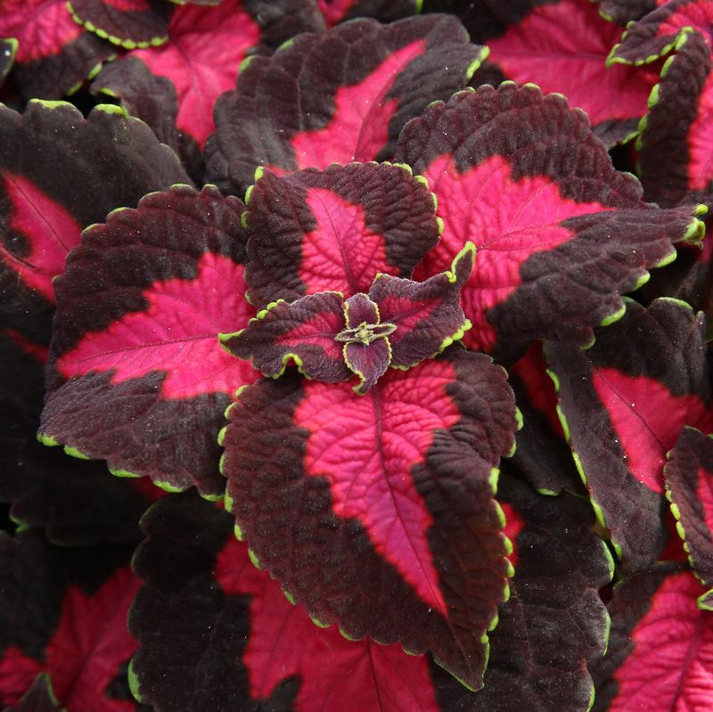 Solenostemon scutellarioides Stained Glassworks 'Flashbulb' - Coleus from Hillcrest Nursery