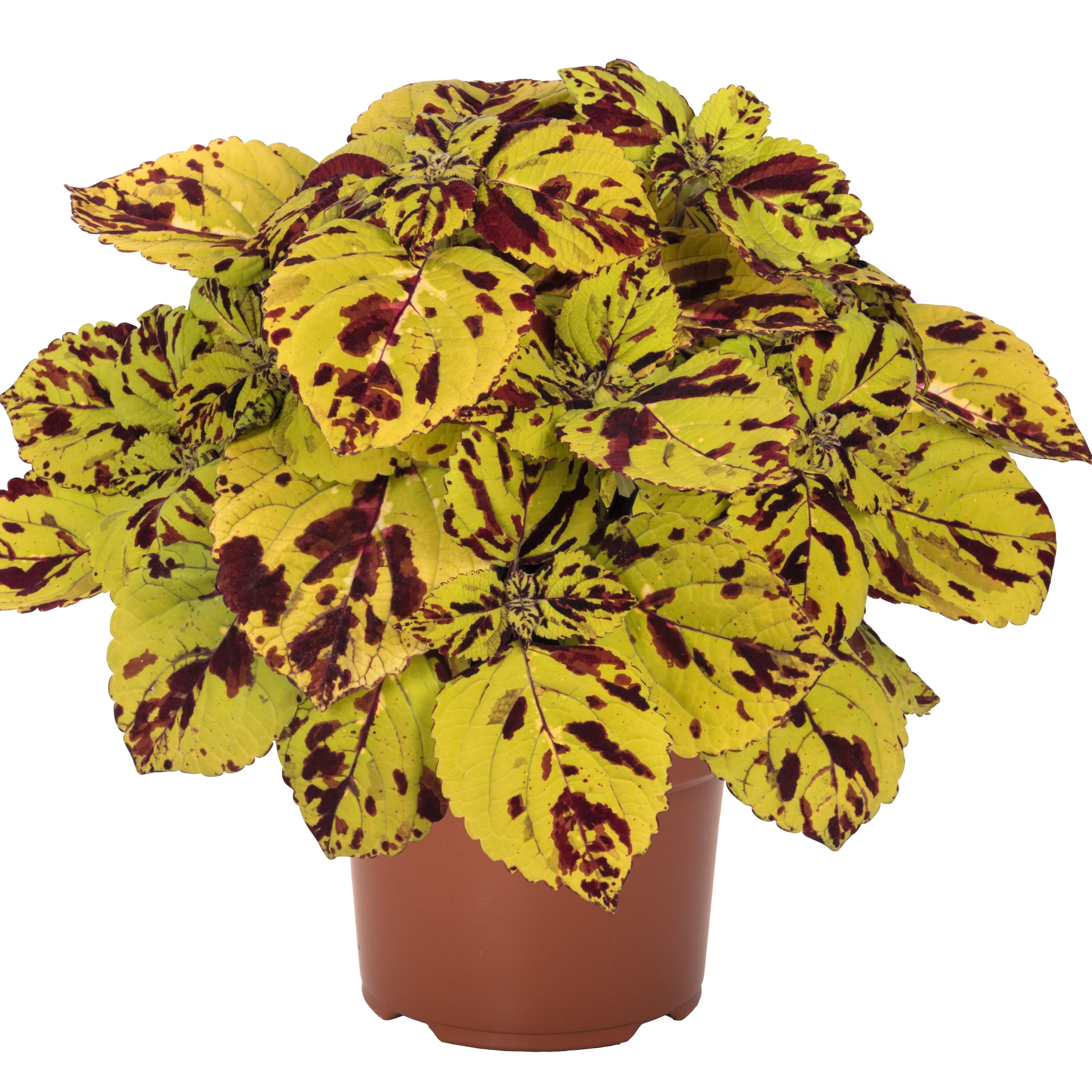 Solenostemon scutellarioides Stained Glassworks 'Presidio' - Coleus from Hillcrest Nursery