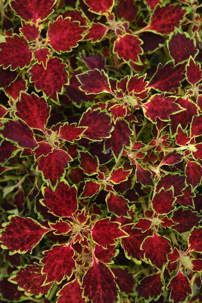 Solenostemon scutellarioides Trailblazer 'Glory Road' - Image courtesy of Ball Horticultural Company