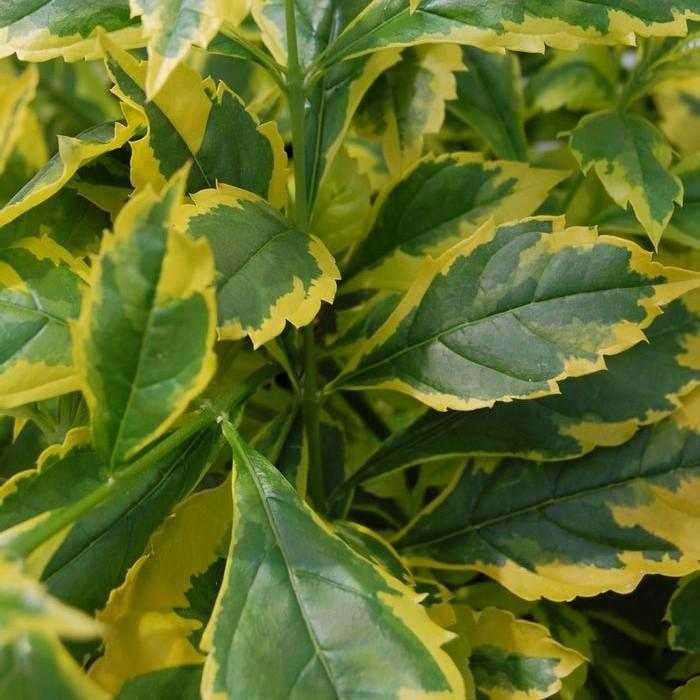 Duranta erecta 'Gold Edge' - Golden Dew Drop from Hillcrest Nursery