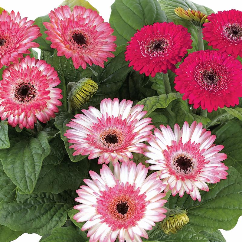 Gerbera Midi 'Bicolor' - African Daisy from Hillcrest Nursery