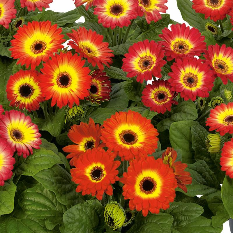Gerbera Midi Eyecatcher 'Twilight' - African Daisy from Hillcrest Nursery