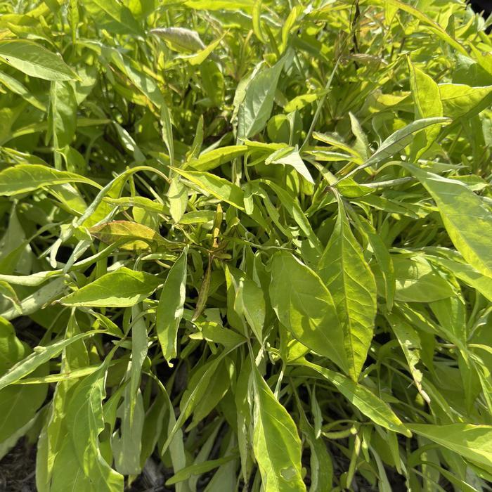 Ipomoea batatas Sweet Georgia 'Fine Lime' - Sweet Potato Vine from Hillcrest Nursery