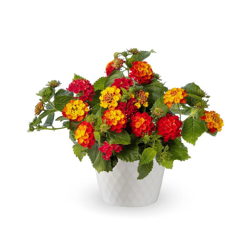Lantana camara Bandana 'Black Cherry' - Image courtesy of Ball Horticultural Company