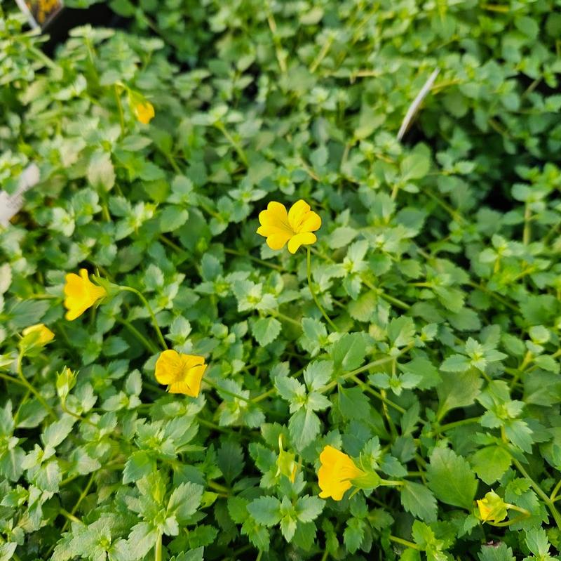 Mecardonia Magic Carpet 'Yellow' - Axil-Flower from Hillcrest Nursery