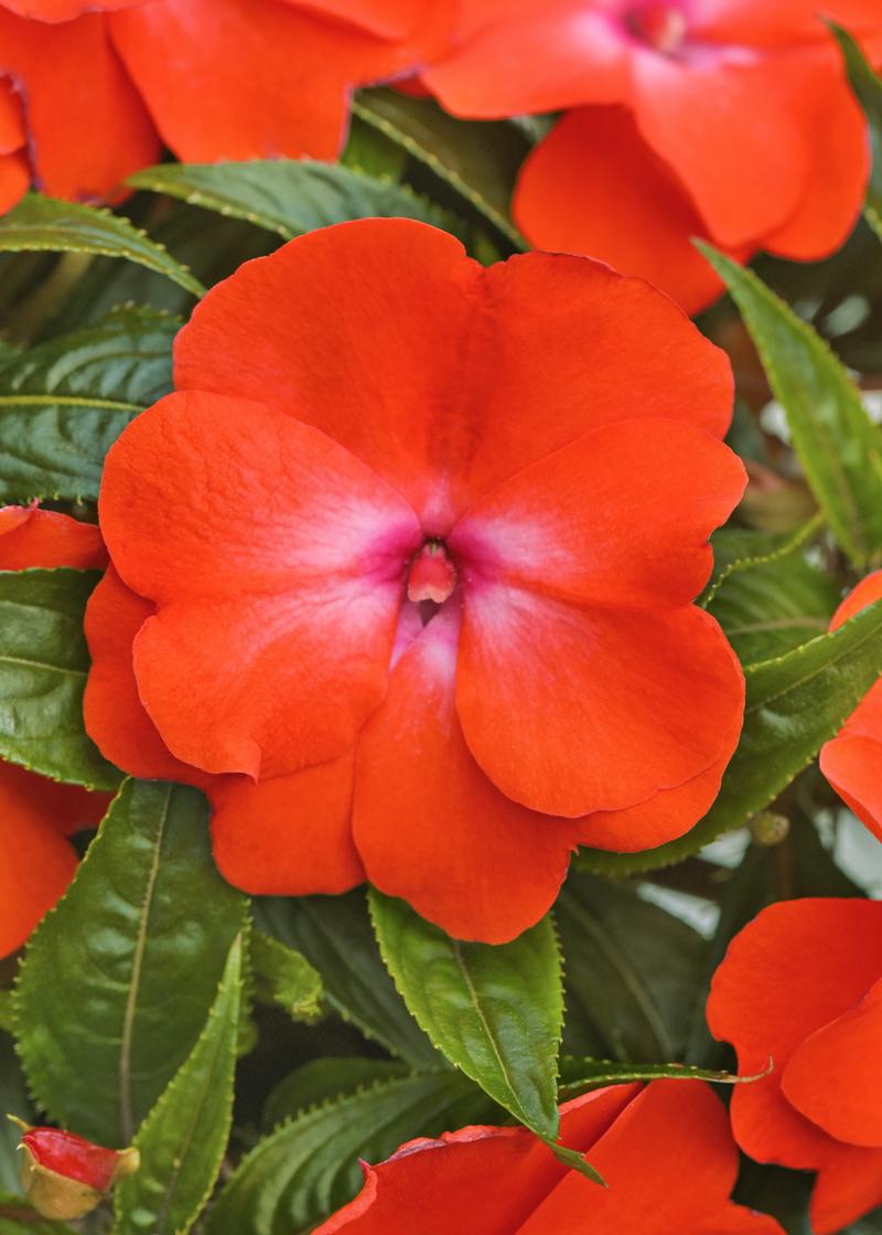 Impatiens hawkeri Clockwork 'Orange Glow' - Impatiens - Image courtesy of Ball Horticultural Company