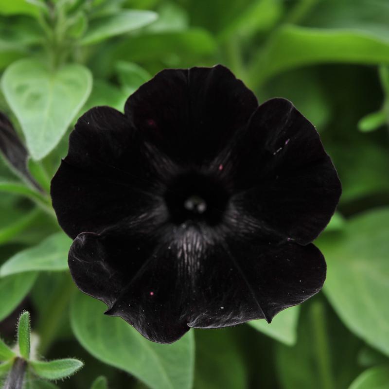 Petunia Potunia 'Black Satin' - Petunia from Hillcrest Nursery