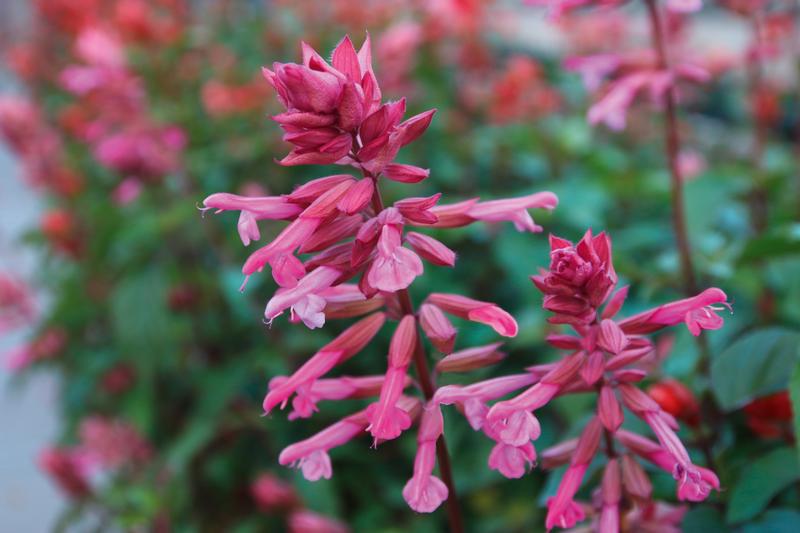 Salvia SkyScraper 'Pink' - Image courtesy of Ball Horticultural Company
