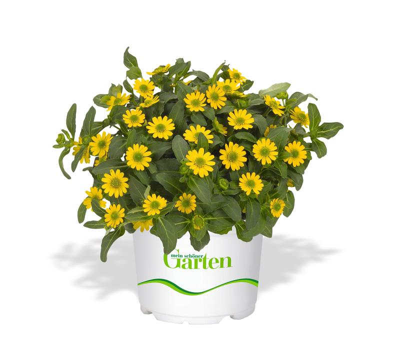 Sanvitalia procumbens Sunvy 'SuperGold' - Image courtesy of Ball Horticultural Company