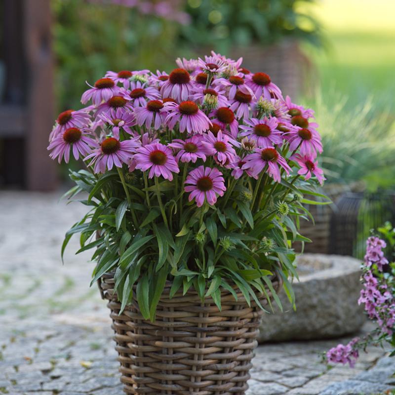 Echinacea hybrida Sunmagic Vintage 'Lavender' - Image courtesy of Ball Horticultural Company