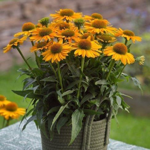 Echinacea hybrida Sunmagic Vintage 'Mango' - Coneflower from Hillcrest Nursery