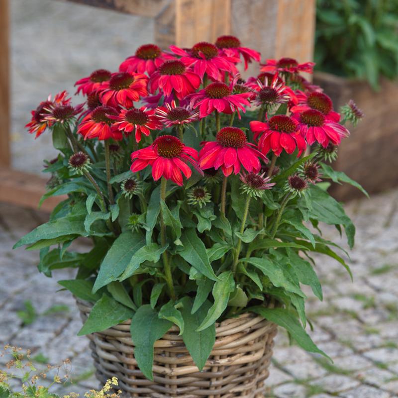 Echinacea hybrida Sunmagic Vintage 'Ruby' - Image courtesy of Ball Horticultural Company