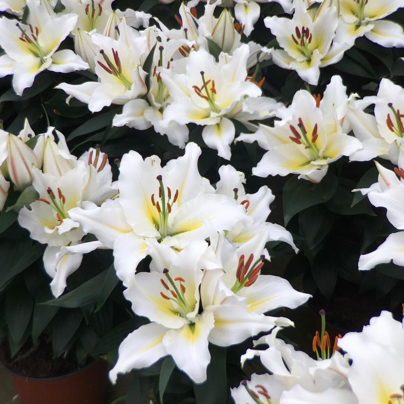 Lilium Lily Looks Sunny 'Azores' - Lily from Hillcrest Nursery
