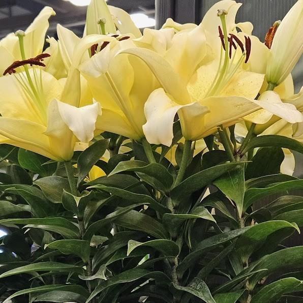 Lilium Lily Looks Sunny 'Bliss' - Lily from Hillcrest Nursery
