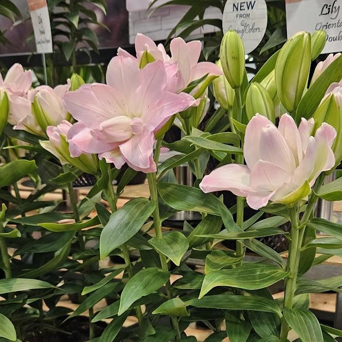 Lilium Lily Looks Sunny 'Double Duty' - Lily from Hillcrest Nursery