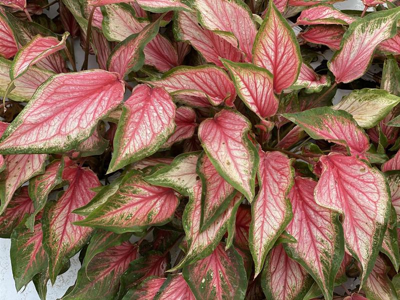Caladium 'Pink Gem' - Image courtesy of Ball Horticultural Company