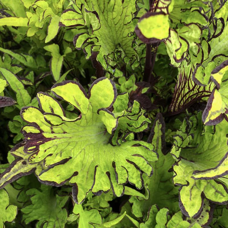 Solenostemon scutellarioides Main Street 'Rodeo Drive' - Coleus from Hillcrest Nursery