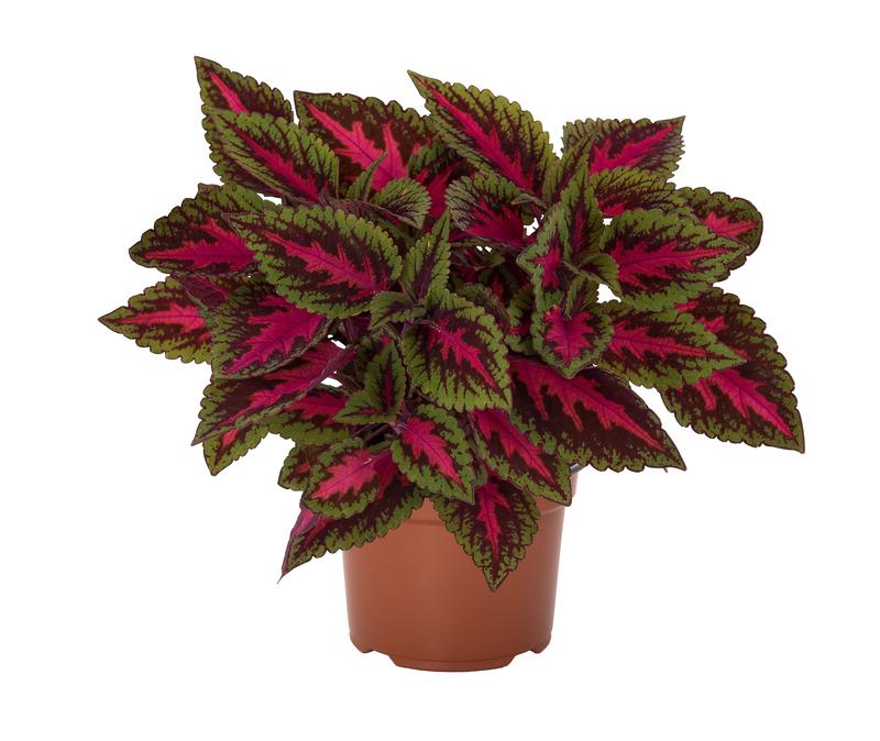 Solenostemon scutellarioides Main Street 'Ruby Road' - Image courtesy of Ball Horticultural Company