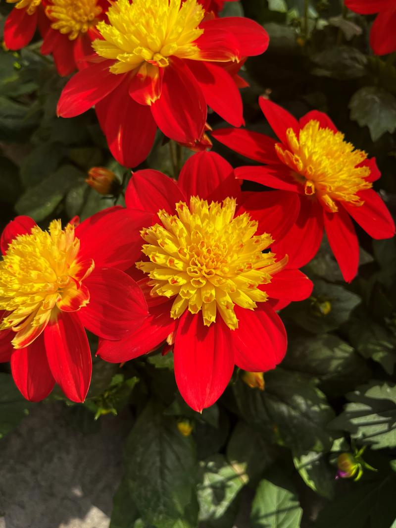 Dahlia Venti 'Fireburst' - Image courtesy of Ball Horticultural Company