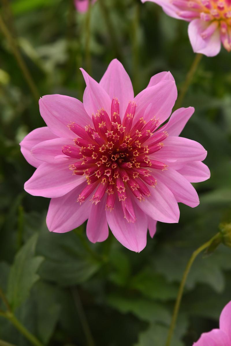 Dahlia Venti 'Pinkburst' - Image courtesy of Ball Horticultural Company