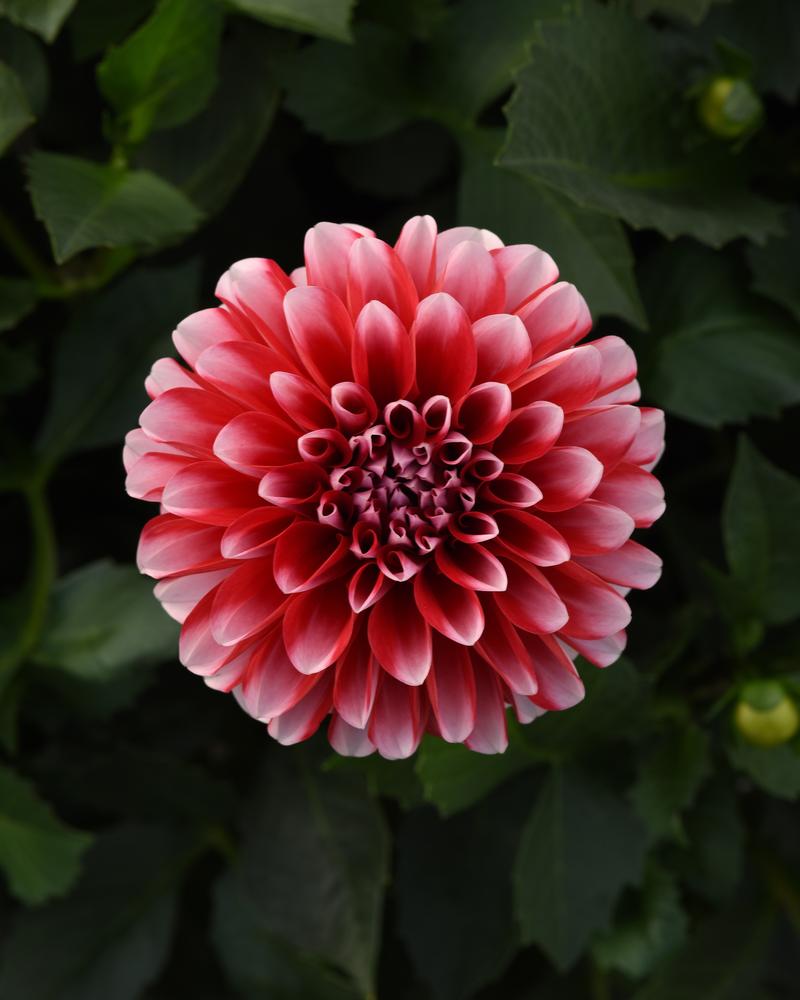 Dahlia Venti 'Red White' - Image courtesy of Ball Horticultural Company