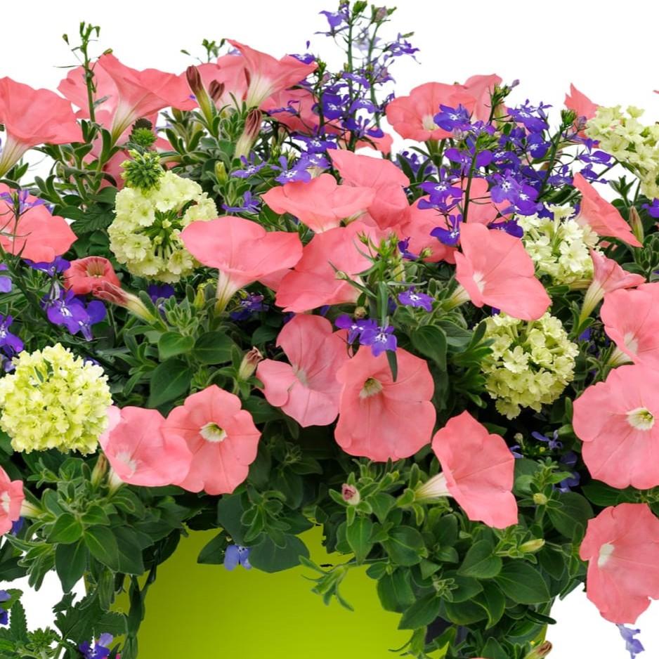 Combo Pot Kwik Kombo 'Surfside Sunrise' - Combo - Kwik Kombo from Hillcrest Nursery