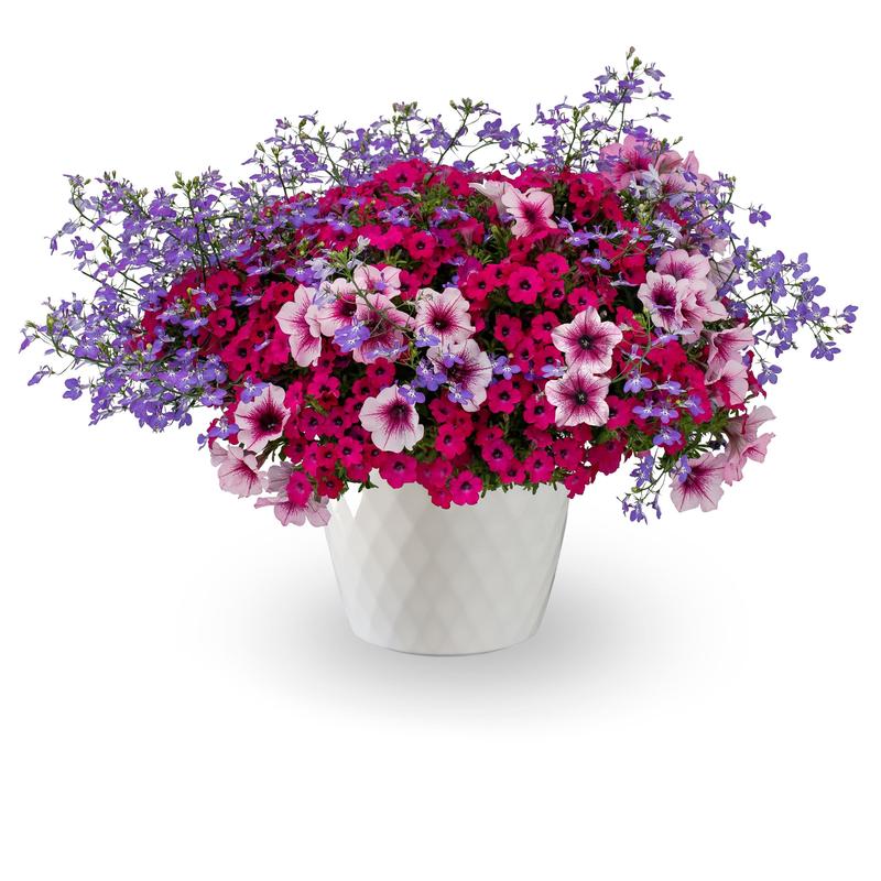 Combo Pot Kwik Kombo 'Violet Riot' - Combo - Image courtesy of Ball Horticultural Company