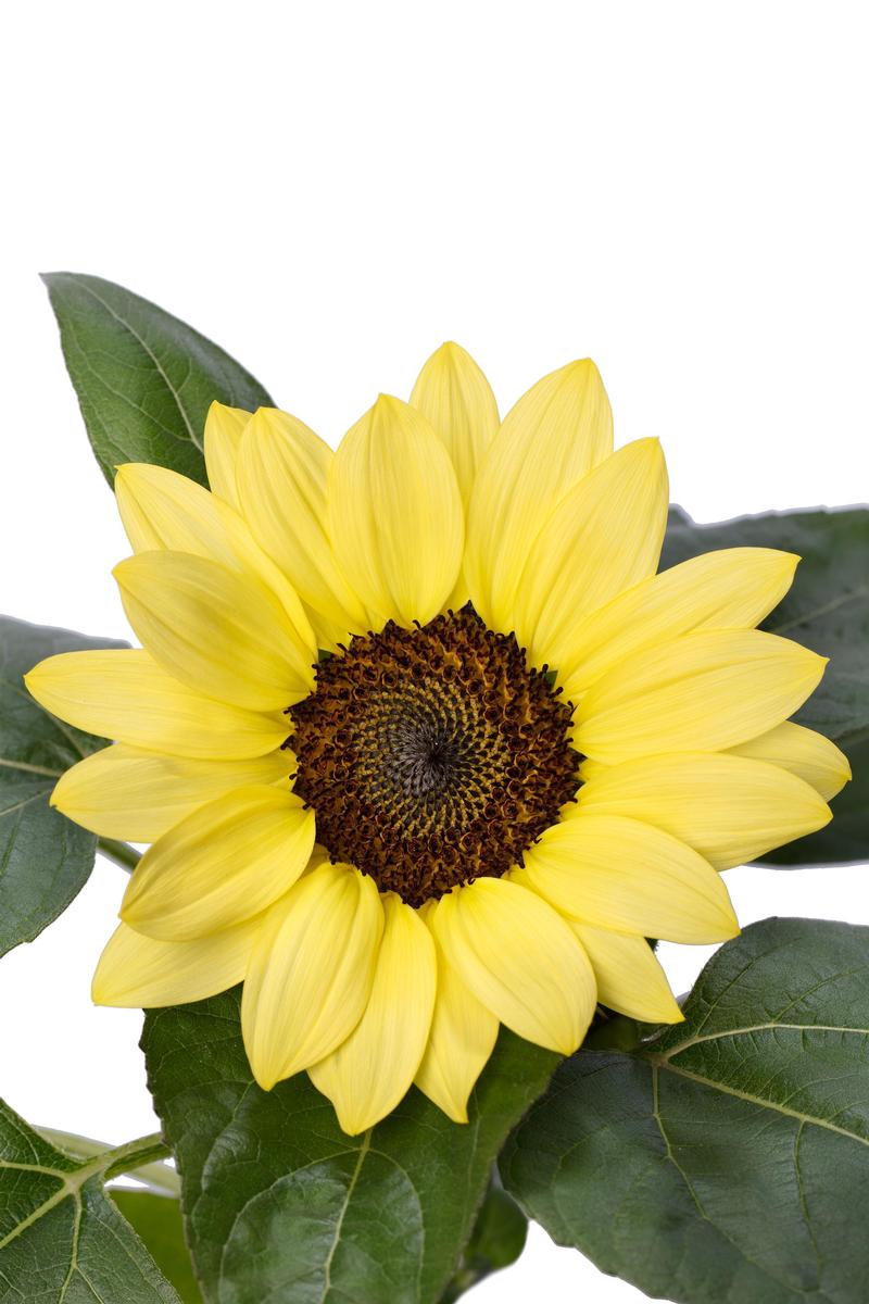 Helianthus annuus Solsation 'Lemon' - Image courtesy of Ball Horticultural Company