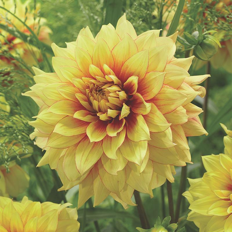 Dahlia 'Dazzling Sun' - Dahlia from Hillcrest Nursery