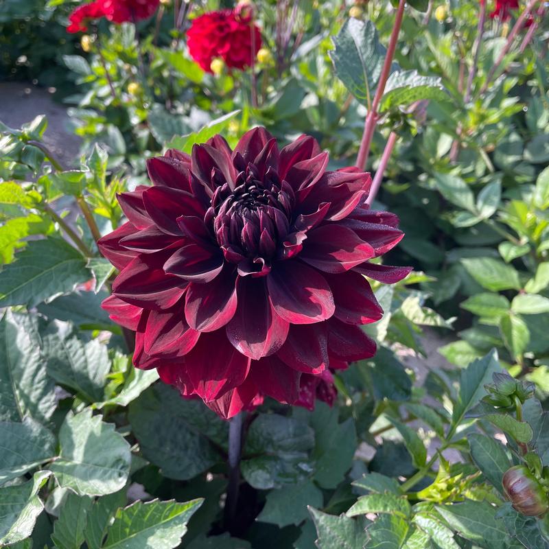 Dahlia Go Go 'Black' - Dahlia from Hillcrest Nursery