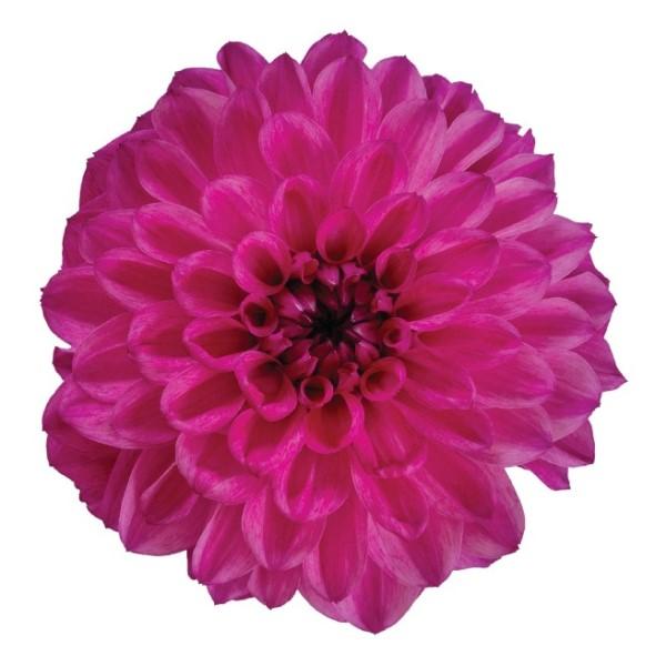 Dahlia Hypnotica 'Pink Bicolor' - Image courtesy of Ball Horticultural Company