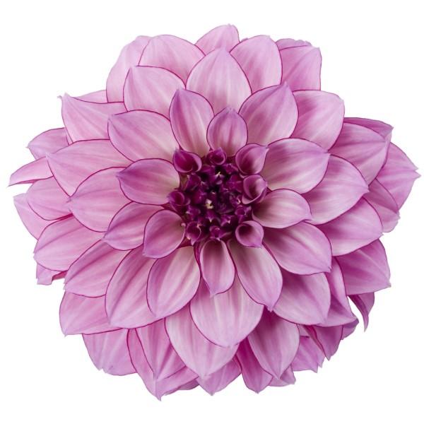 Dahlia Hypnotica 'Purple Bicolor' - Image courtesy of Ball Horticultural Company