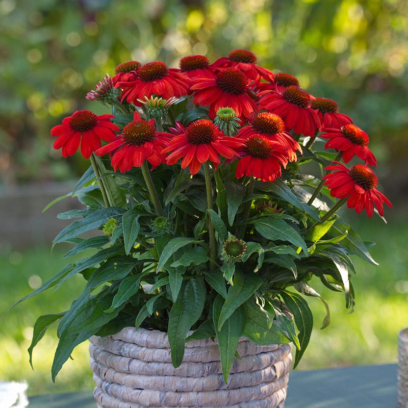 Echinacea hybrida Sunmagic Vintage 'Electric Orange' - Image courtesy of Ball Horticultural Company
