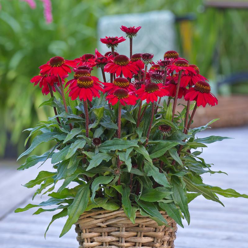 Echinacea hybrida Sunmagic Vintage 'Hot Red' - Image courtesy of Ball Horticultural Company