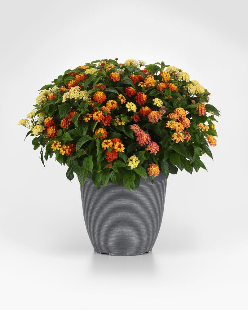 Combo Pot Mix Masters Lantana 'Just My Luck' - Combo - Image courtesy of Ball Horticultural Company