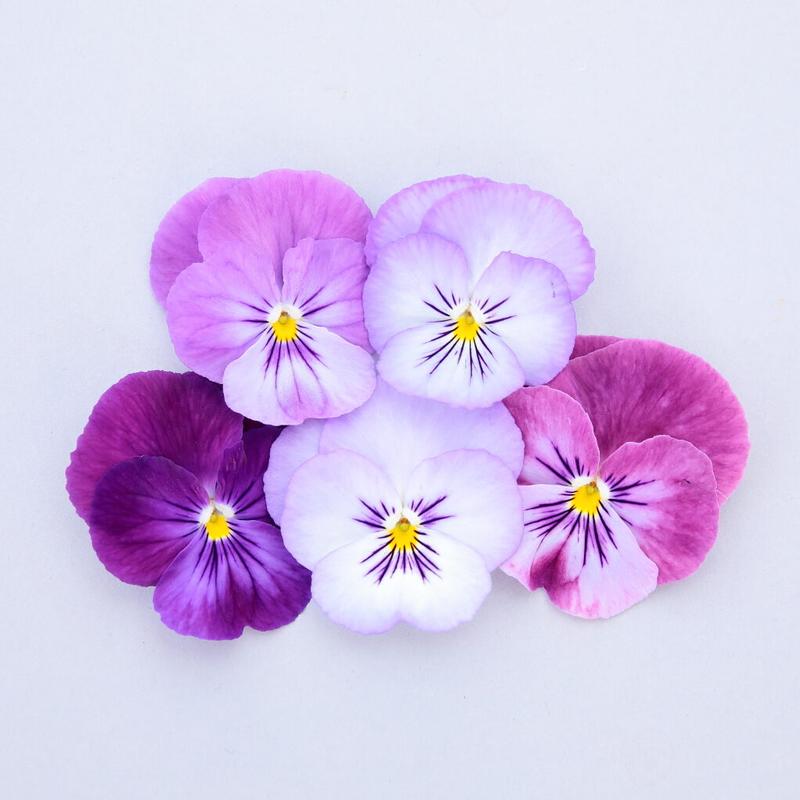 Viola cornuta ColorMax 'Lavender Flash' - Image courtesy of Ball Horticultural Company