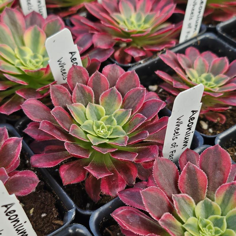 Aeonium 'Wheels of Fascination' - Aeonium from Hillcrest Nursery