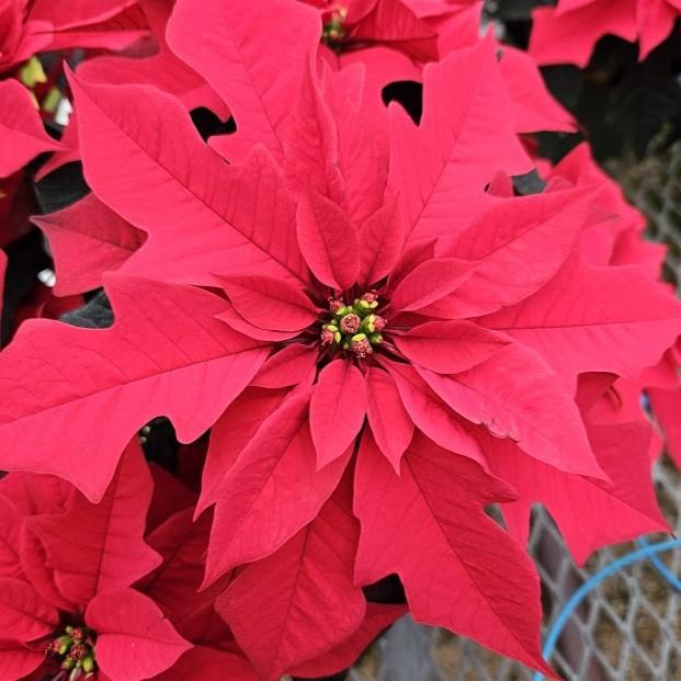 Euphorbia pulcherrima 'Red Ribbons' - Poinsettia Red Ribbons from Hillcrest Nursery