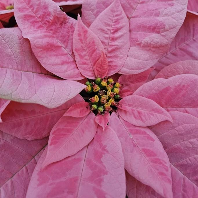 Euphorbia pulcherrima 'Pink Champagne' - Poinsettia from Hillcrest Nursery