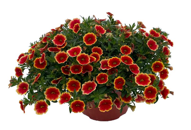 Calibrachoa x hybrida 'Unique Sangria Fizz' - Image courtesy of Ball Horticultural Company