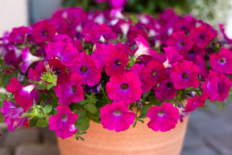 Petchoa SuperCal Premium 'Blue Eyed Rose' - Image courtesy of Ball Horticultural Company