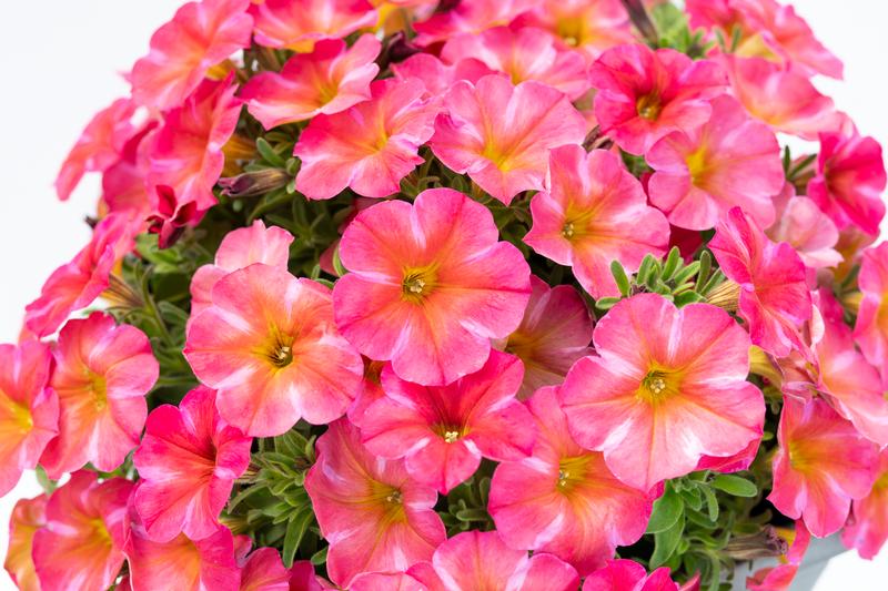 Petchoa SuperCal Premium 'Coral Star' - Image courtesy of Sakata