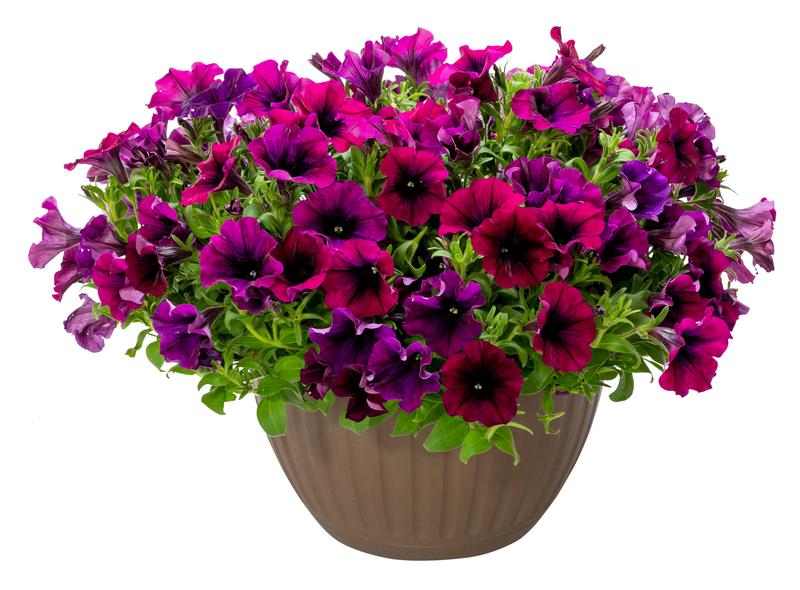 Petunia x hybrida Surfinia Heavenly 'Cabernet' - Image courtesy of Suntory Flowers