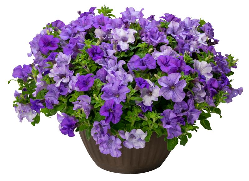 Petunia x hybrida Surfinia Heavenly 'Blue' - Image courtesy of Suntory Flowers