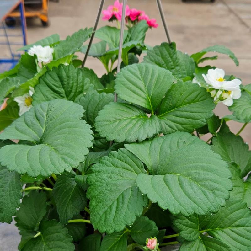 Fragaria x ananassa 'Ruby Ann and Montana Mix' - Strawberry from Hillcrest Nursery